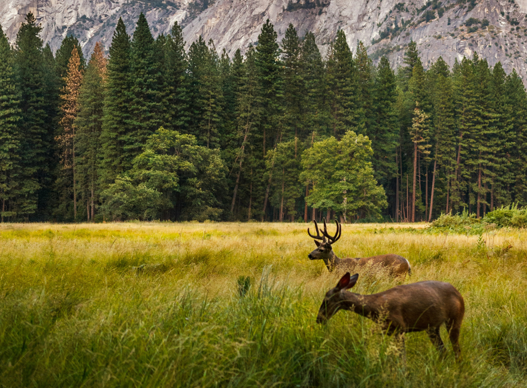 Forest and Reindeers